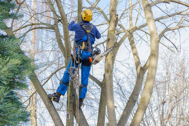 Professional Tree Care in Forest City, FL