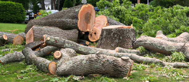 How Our Tree Care Process Works  in  Forest City, FL